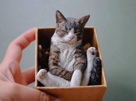 Cat in a Box